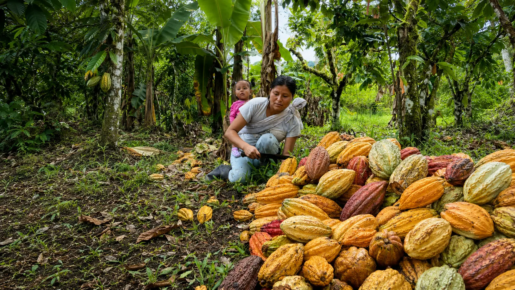 Produttrice Kichwa con la figlia durante la raccolta delle cabosse in Ecuador