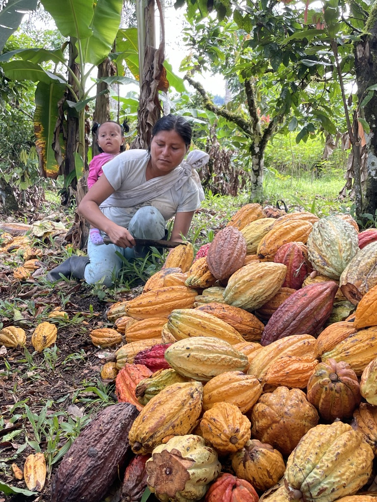 Produttrice con la sua bambina durante la raccolta del cacao.