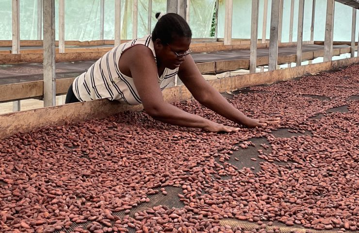 Fave di cacao essiccate al sole prima della tostatura bean to bar